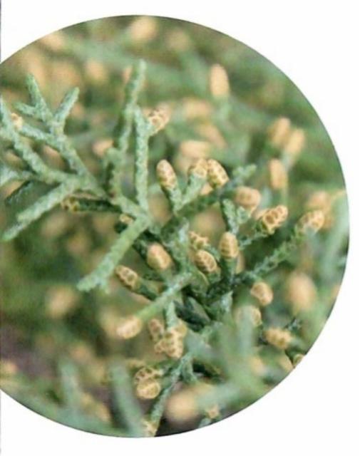 100 Problèmes 7.0%, Brasserie Du Vallon, France