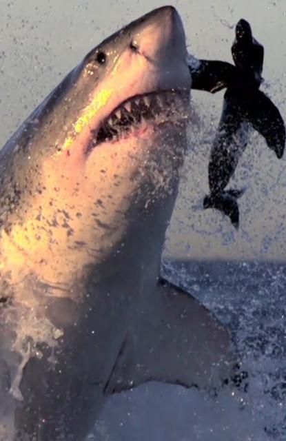 Air Jaws 8.2%, Santa Monica Brew Works, United States