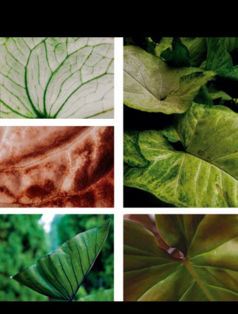 Anthurium 5.0%, Greenhouse Brewery, Brazil