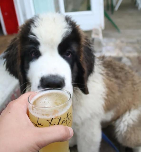 Aska 4.5%, Brewpub La Filature, France