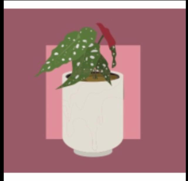 Begonia 8.0%, Nano Cinco, Canada