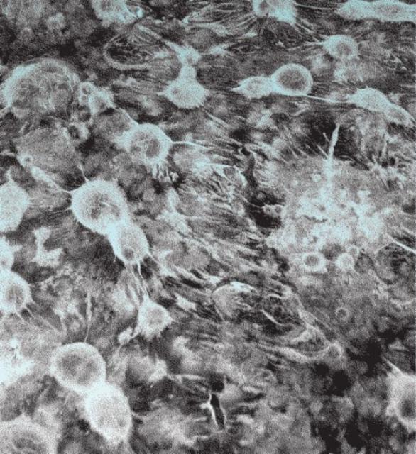 Berliner Weisse #1 5.0%, Brasserie La Malpolon, France