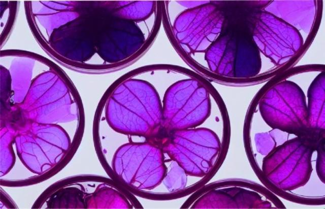 Berliner Weisse Framboise 6.0%, Brasserie Popihn, France