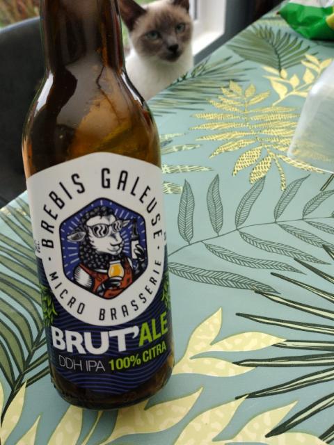 Brebis Galeuse Brut'Ale 6.5%, Brasserie Brebis Galeuse [Closed], France