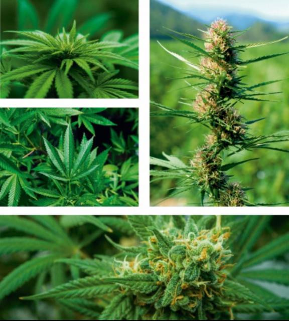 Canabis Sativa 7.0%, Greenhouse Brewery, Brazil