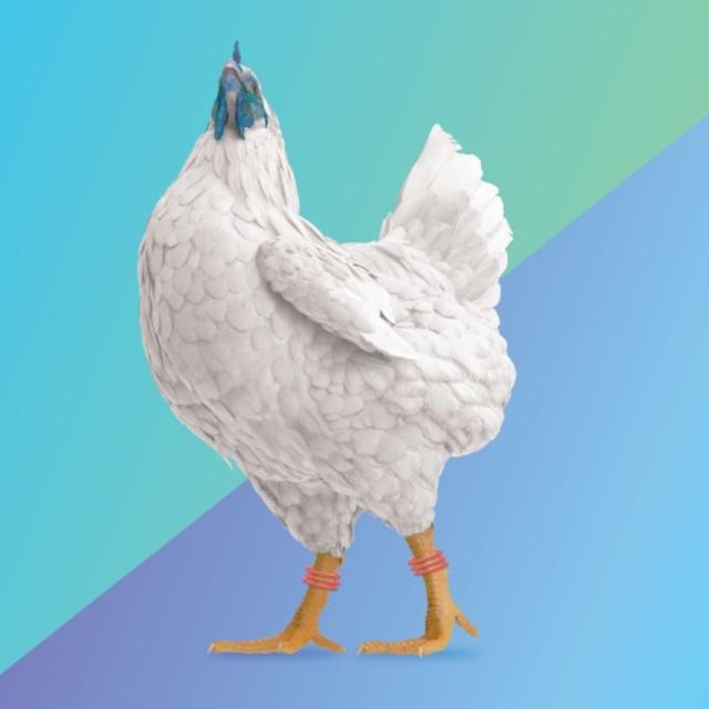 Cluck It Up 8.5%, Fifth Frame Brewing Co., United States