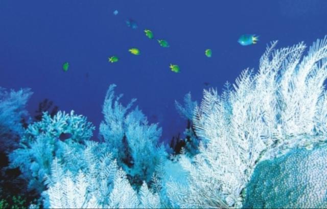 DIPA DDH CITRA / MOSAIC /SABRO 8.0%, Brasserie Popihn, France