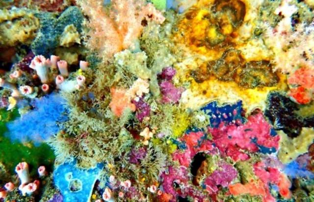 DIPA DDH Idaho 7 / Mosaic 8.0%, Brasserie Popihn, France