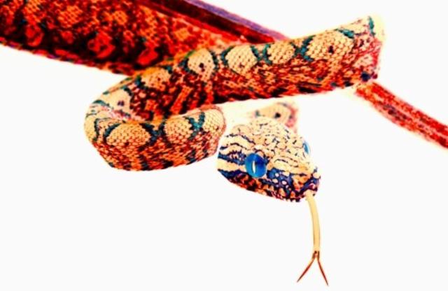 DIPA DDH Mosaic / Citra / Barbe Rouge 8.0%, Brasserie Popihn, France