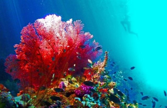 DIPA Motueka / Citra / HBC 630 8.0%, Brasserie Popihn, France