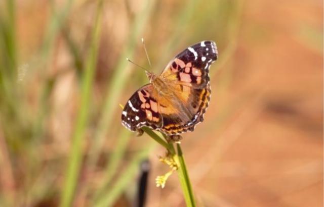 Extra Special Bitter Target / Barbe Rouge 5.5%, Brasserie Popihn, France