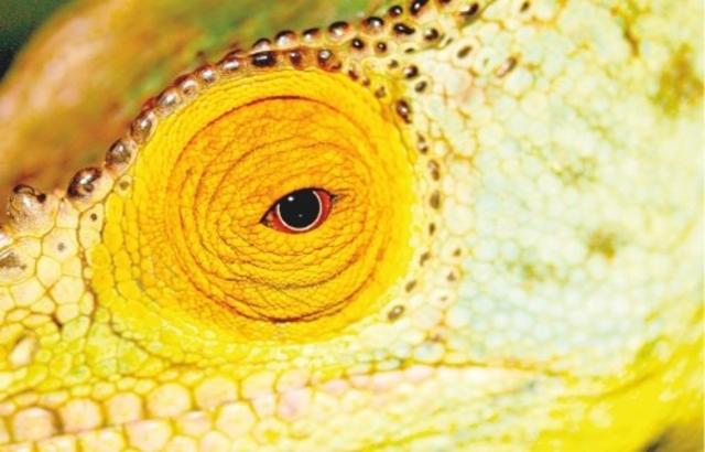 Florida Weisse Mangue / Goyave / Passion 5.5%, Brasserie Popihn, France