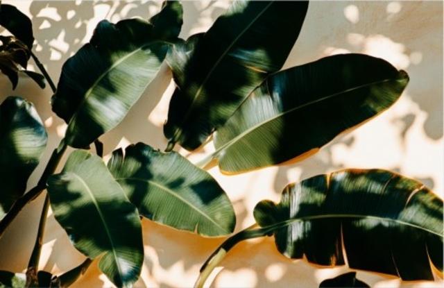 Florida Weisse Mangue / Passion / Piment Charapitas 6.0%, Brasserie Popihn, France