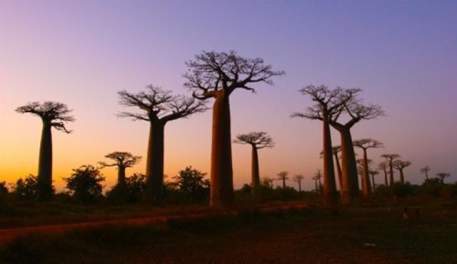 Imperial Stout Barrel Aged Blend Vanille de Madagascar 12.0%, Brasserie Popihn, France