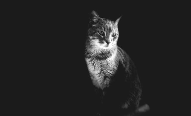 Imperial Stout Cognac BA 12 Mois 12.0%, Brasserie Popihn, France