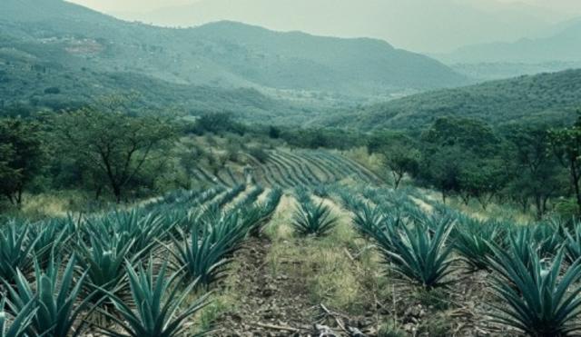 Imperial Stout Mezcal BA 18 Mois 12.0%, Brasserie Popihn, France