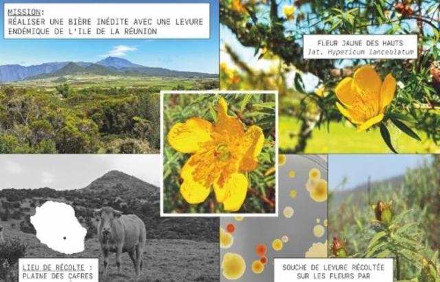 IPA DDH Citra 6.3%, Brasserie Popihn, France