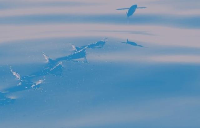 NEIPA DDH Mosaic / Citra 6.6%, Brasserie Popihn, France