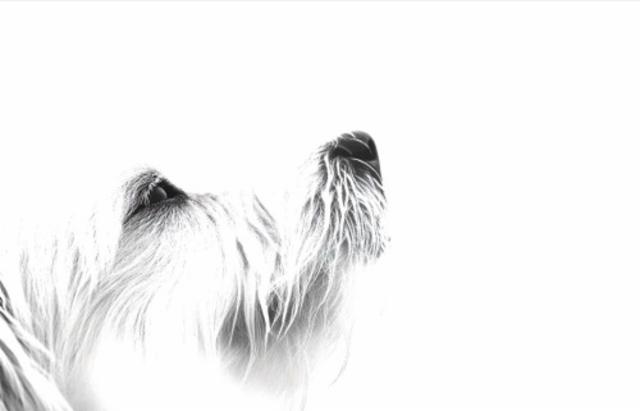 NEIPA DDH Strata / Nectaron / Citra (X White Dog) 6.5%, Brasserie Popihn, France