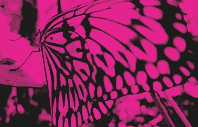 NEPA DDH Hallertau Blanc / Mosaic / Nelson Sauvin 5.5%, Brasserie Popihn, France