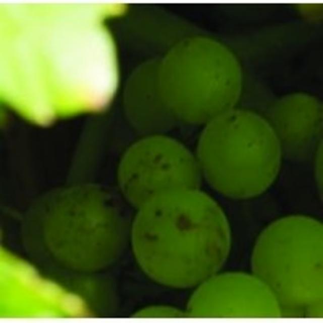 Odyssée 8.7%, Brasserie Arcka, France