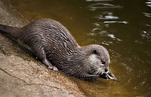 Otter range 6.7%, 90 BPM Brewing Co., France