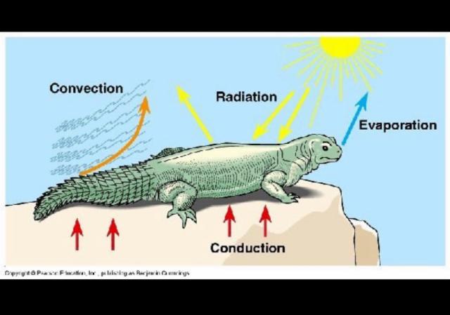 Paulaner Lemon Radler, Paulaner Brauerei