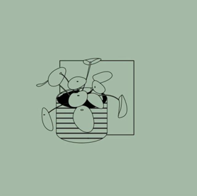 Pilea 8.0%, Nano Cinco, Canada