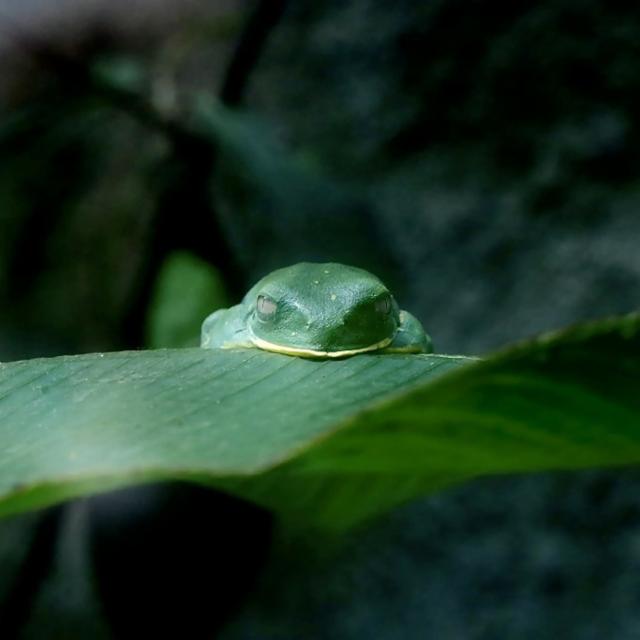 Pura Vida, 3:6:9 Bière Craft (3.6.9/369)