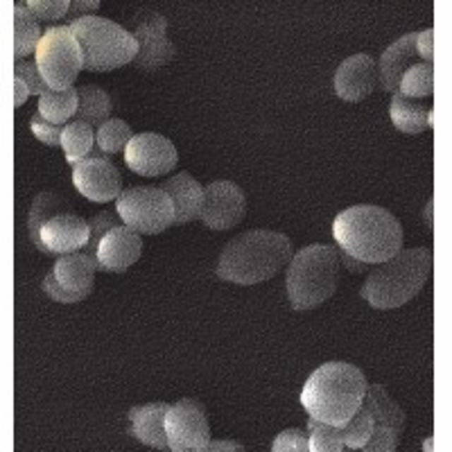 Saison Maison #3 6.5%, Brasserie La Malpolon, France