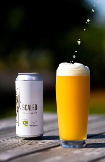 Scaled 7.0%, Trillium Brewing Company, United States