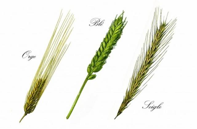 Série Malt : Bohemian Kölsch 5.3%, Brasserie Flore, France