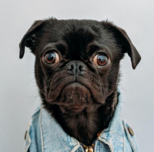 Sir Copy-A-Lot | Analog Collab Series 2/5 8.0%, Atelier Vrai, Germany