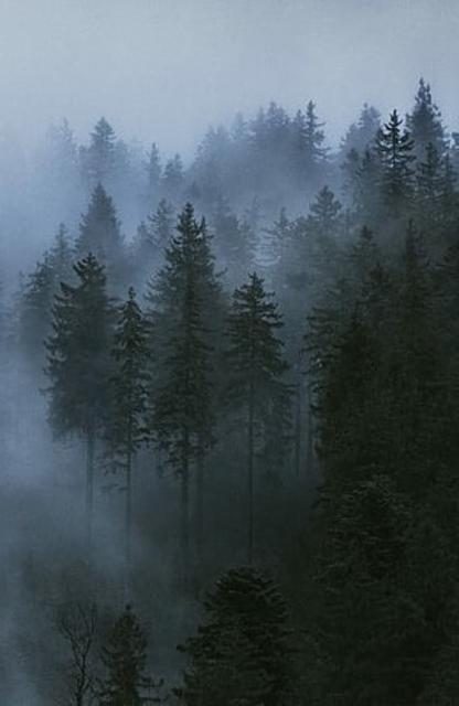 the cloud forest 8.2%, Great Notion Brewing, United States