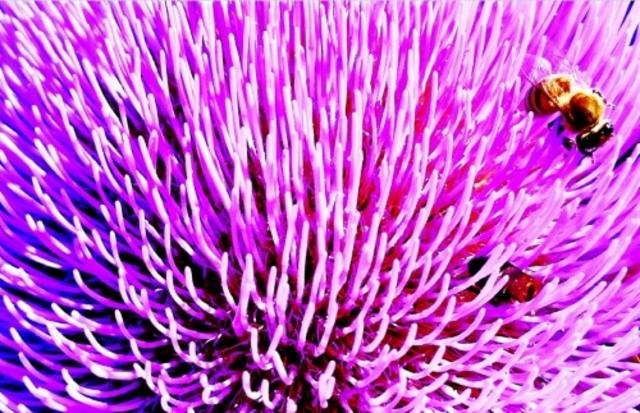 TIPA DDH Krush / Nelson Sauvin Citra 9.6%, Brasserie Popihn, France