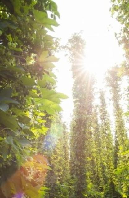 West Coast IPA Cryo Hops : Simcoe/Palisade & T-90 : Ahtanum/Warrior 7.5%, Brasserie Popihn, France