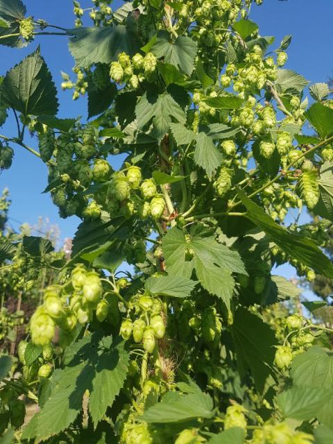 Brasserie De Lye [Closed]