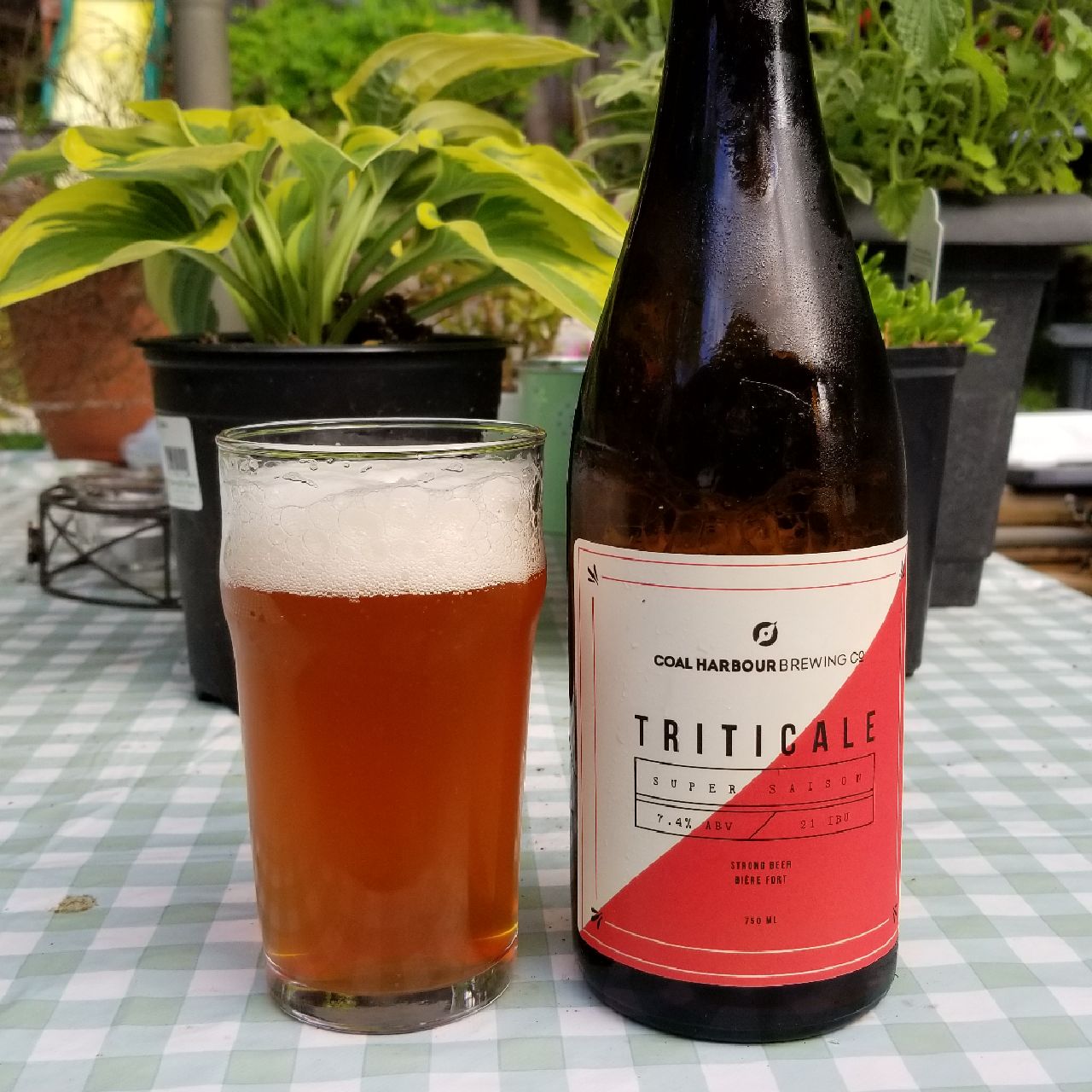Triticale Super Saison, Canada
