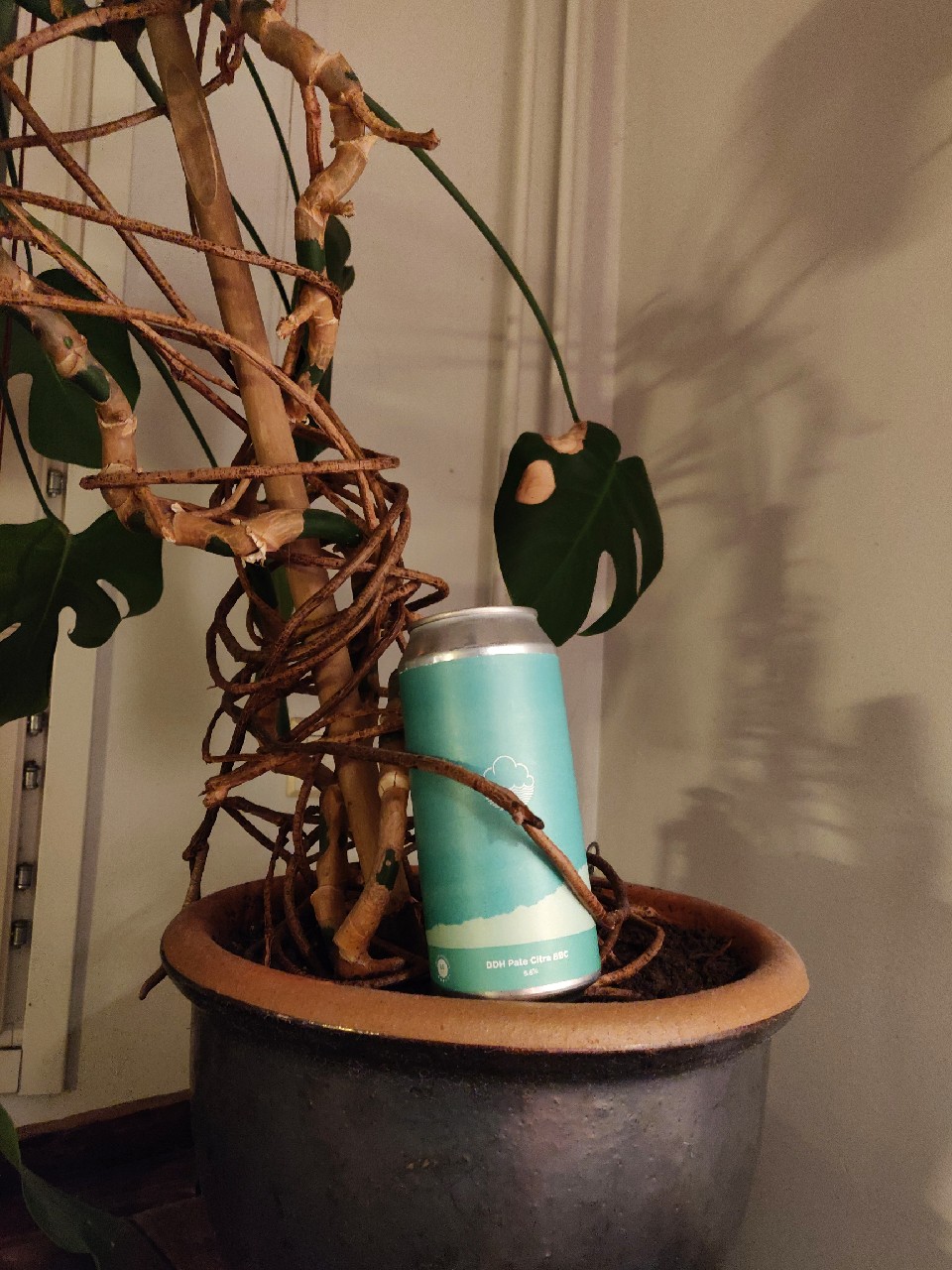 Spring•Summer DDH Pale Citra BBC, England