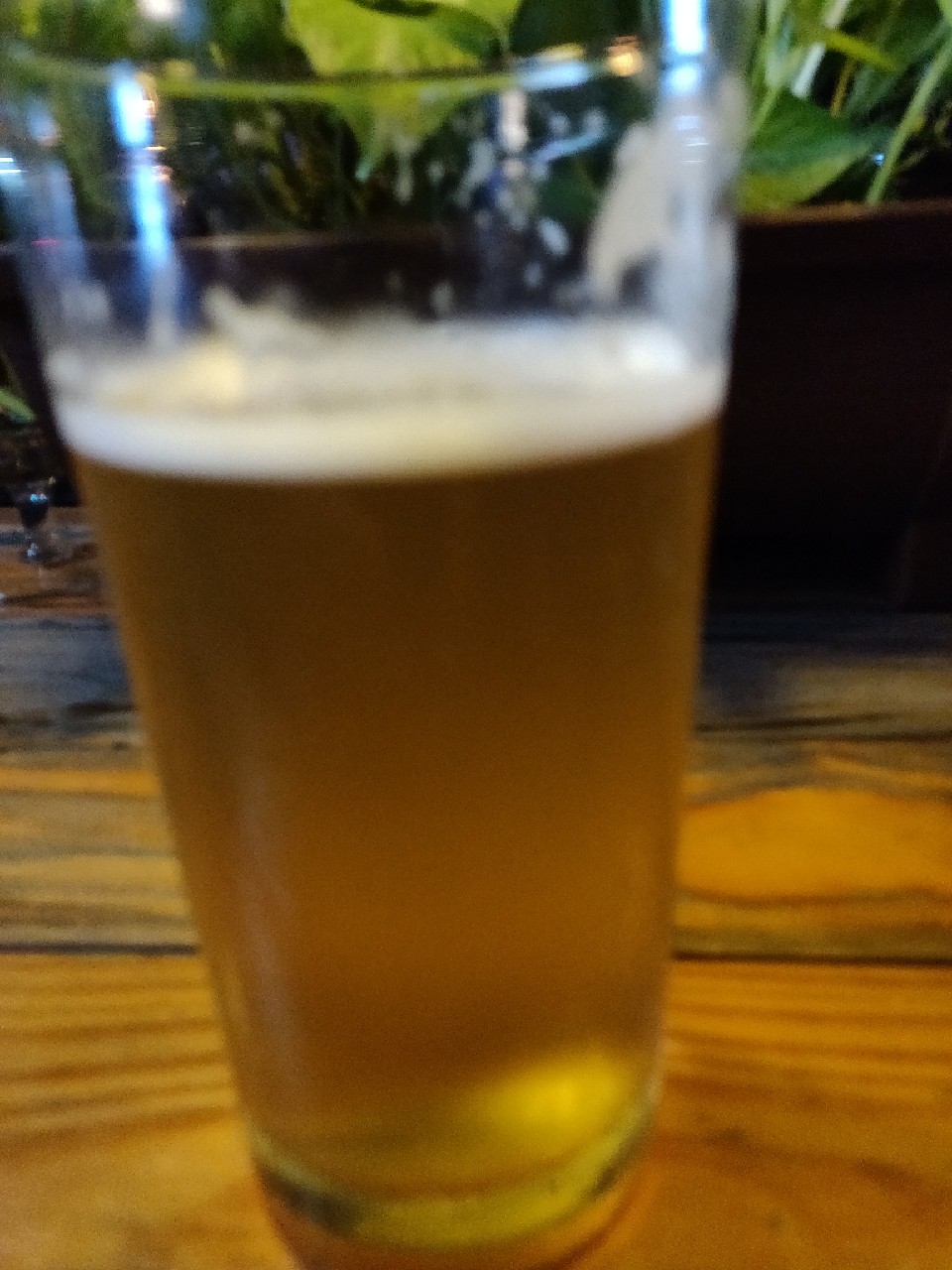 Whale Pale Ale, Australia