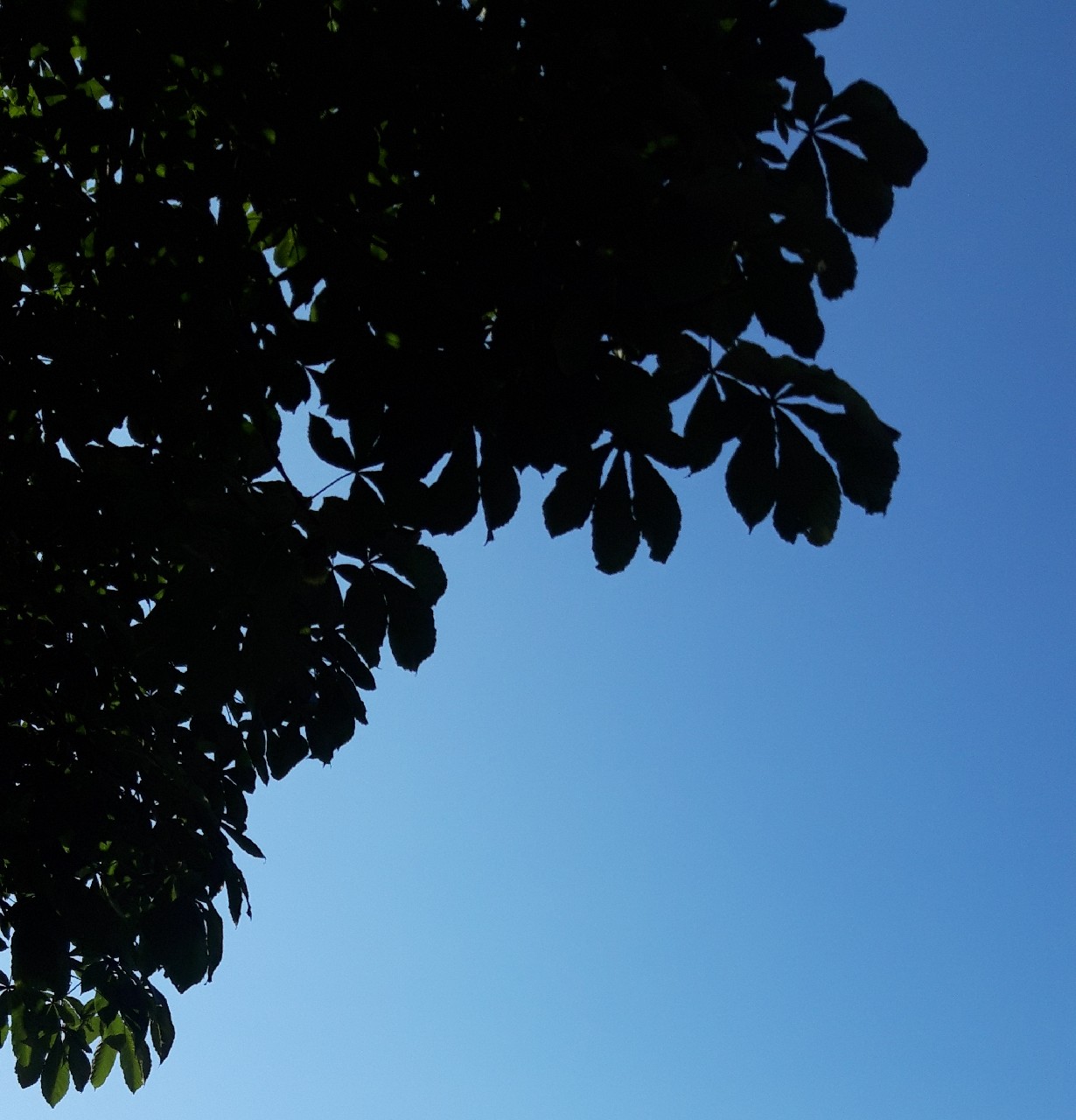 Gear Pale Ale, Finland