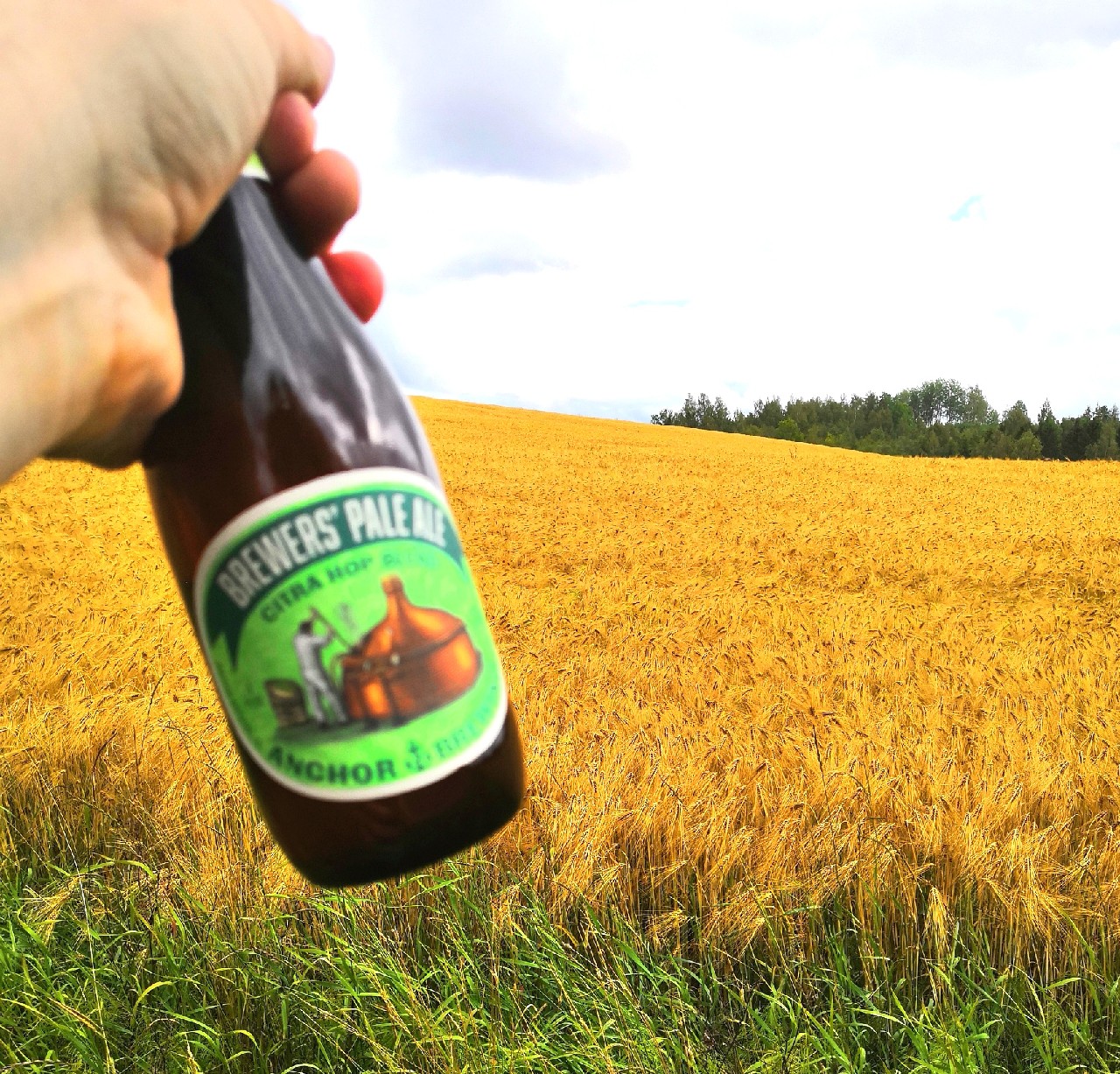 Brewer's Pale Ale Citra Hop Blend, United States