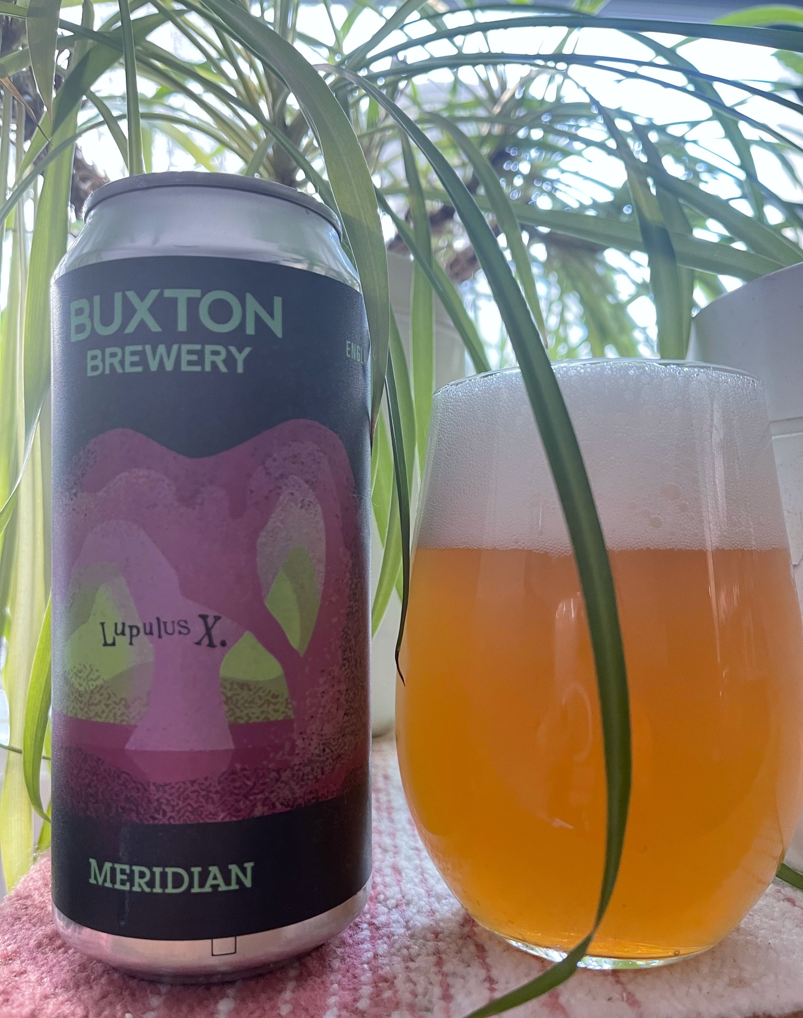 Lupulus X. Meridian, England