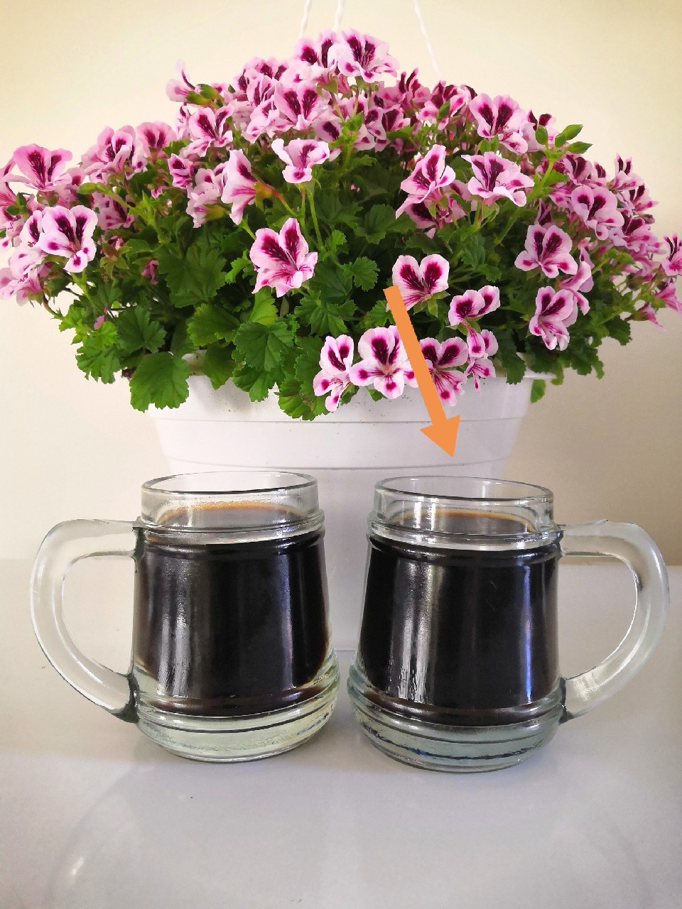 Titillating Genome of Sahti: Cara + Black, Finland