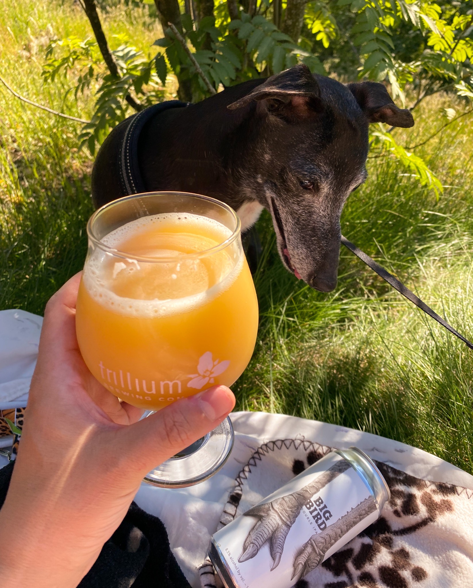 Big Bird, United States