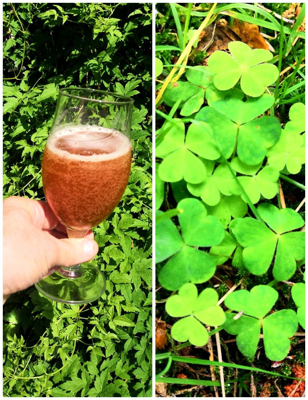 Small Beer: Wood Sorrel, Finland