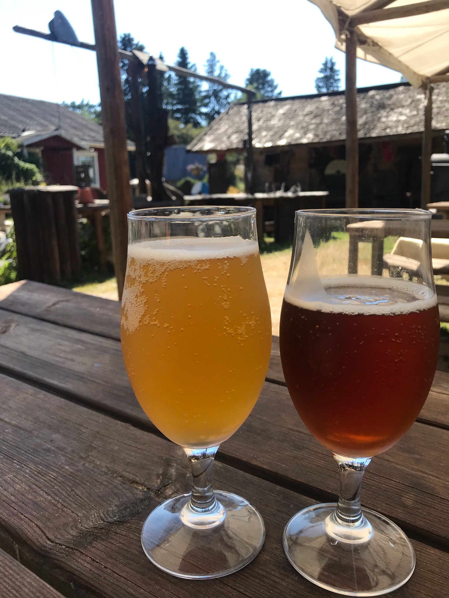 Viking wheat, Finland