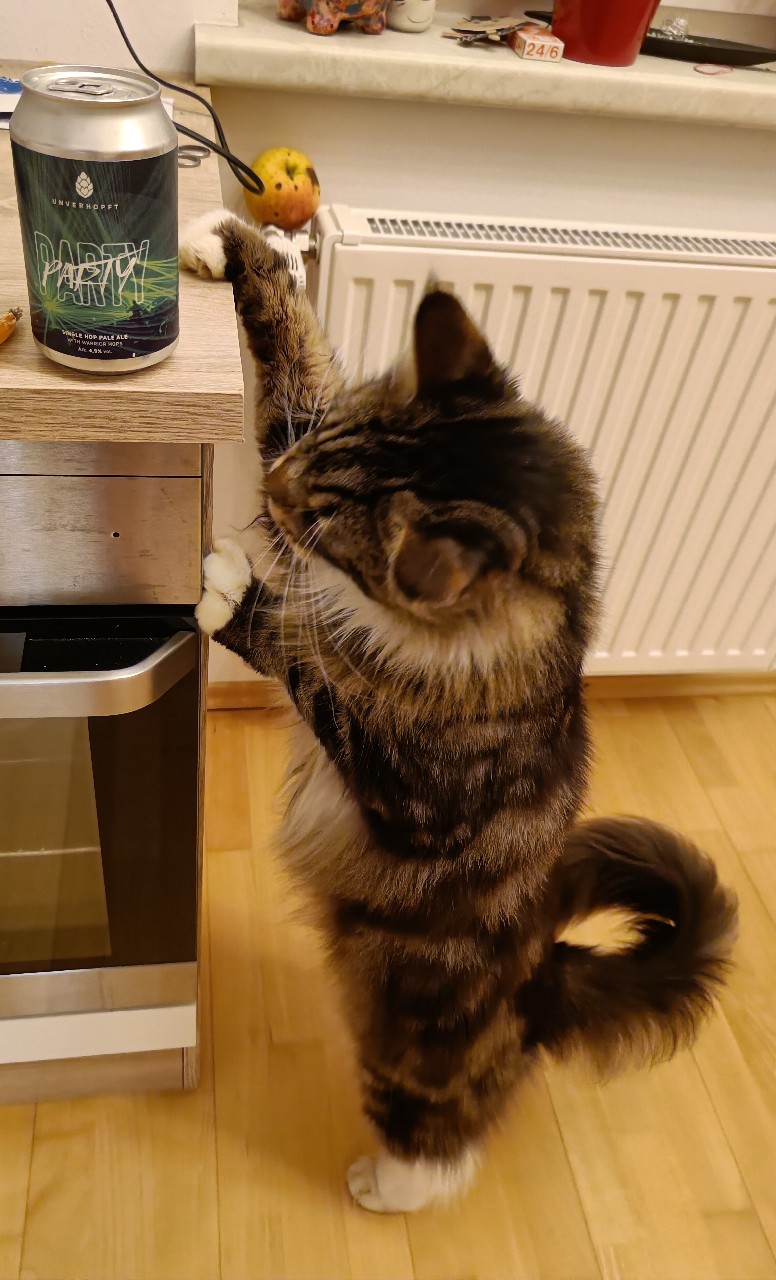 Party Party, Germany