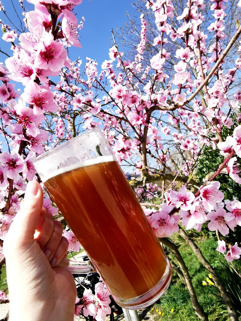 Maximilians Brauwiesen Märzen, Germany