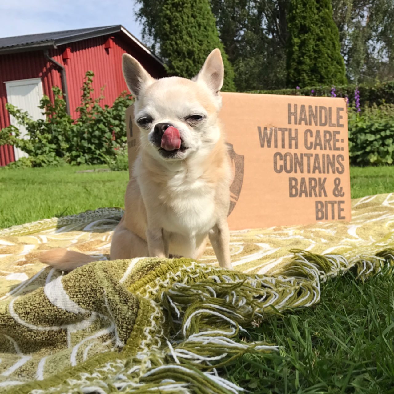 BrewDog VS Cloudwater: New England IPA V2, England